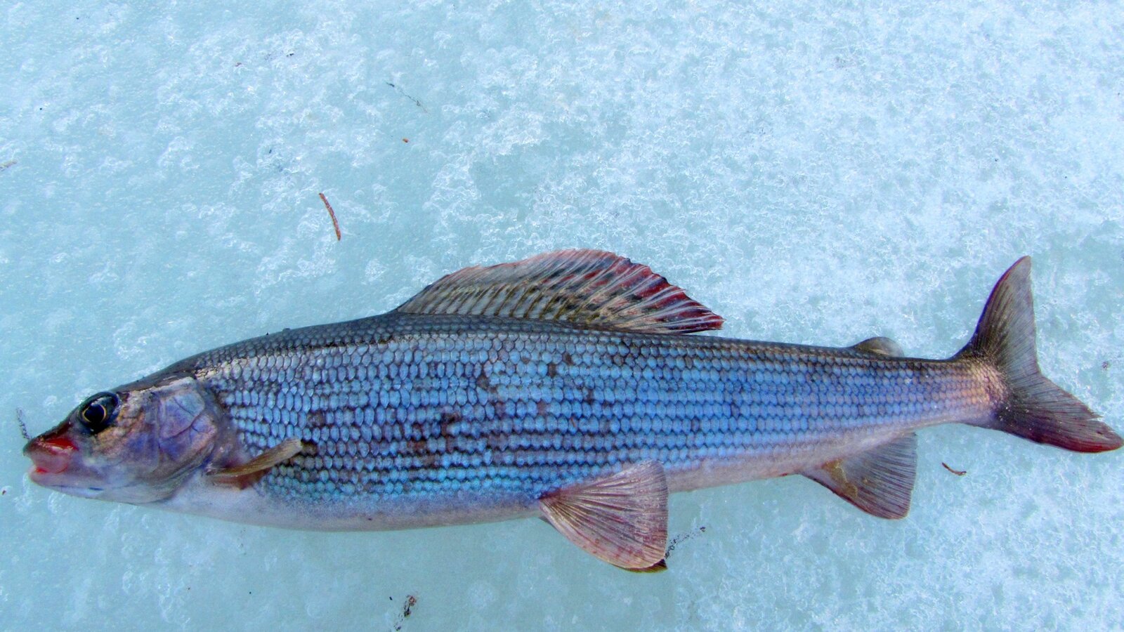 рыбалка на хариуса зимняя в Мезенском Притиманье